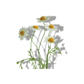 CHAMOMILE EXTRACT CHAMOMILE EXTRACT