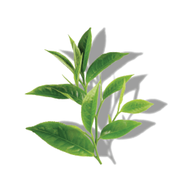 GREEN TEA EXTRACT