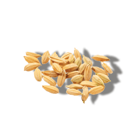 HYDROLYSED RICE PROTEIN